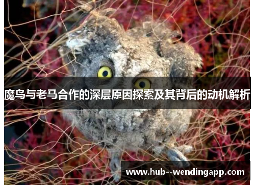 魔鸟与老马合作的深层原因探索及其背后的动机解析
